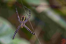 signature spider- shan- talzon lake - 6xii19.jpg