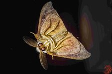 moth in reverse - Shan - Anejari - 15i20-8283.jpg