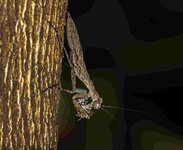 bg adjusted bark mantis with catch_cec goregaon_1iii20-0040.jpg