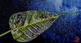 peepal leaf-200424-shan-2014.jpg