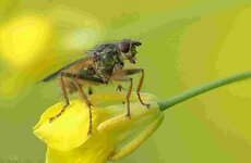 Yellow Dung Fly.jpg