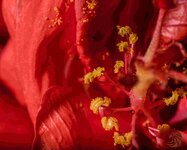 pollen of hibiscus-200418-shan-1708.jpg