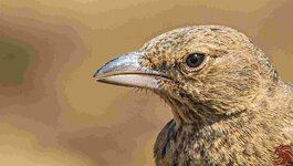 Rufous tailed lark potrait- Shan - GRK - 27xii19-4856.jpg