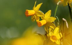 Gelbe Narzisse (Narcissus pseudonarcissus) (1).jpg
