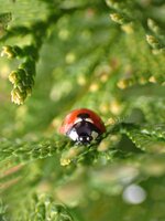 ladybug4_16.jpg