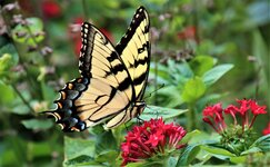 Yellow butterfly on red great.JPG