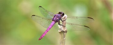 purple dragonfly.jpg