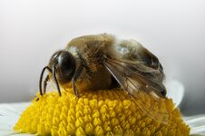 Honigbiene (Apis mellifera) (2).jpg