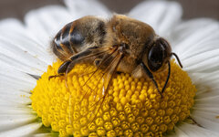 Honigbiene (Apis mellifera) (4).jpg