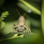 grasshopper_small.jpg