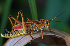 Eastern Lubber Grasshopper Romalea microptera.jpg