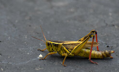 grasshopper (1 of 1).jpg