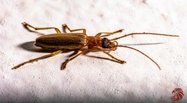 Long-Horn-Beetle-Cerambycid-200524-shan-3049.md.jpg