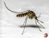 mosquito-rot-200526-shan-3146.md.jpg