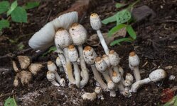 mushroom1--Bhondsi---28vii19-2808.md.jpg