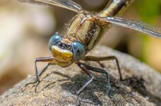 Dragonfly Pollen face-8129.jpg