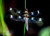 Night Dragonfly-.jpg