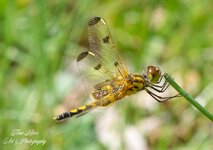Tiger Dragonfly Golden wings--2.jpg