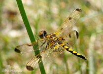 Tiger Dragonfly Golden wings--4.jpg