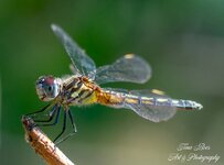 Veil winged dragonfly unveiled-.jpg