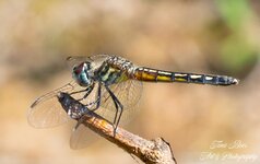 Veil winged dragonfly-.jpg