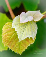 Grape Leaves-.jpg