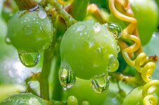 Water Drops on Grapes stacked 7-.jpg