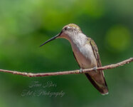 Ms. Hummingbird--2.jpg