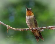 Ruby throat hummingbird-.jpg