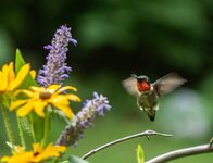Hummingbird with flowers-9154.jpg