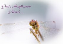 Good Morning Dragonfly-.jpg