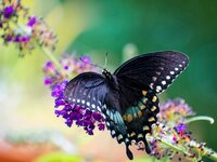 Black Butterfly on Butterfly Plant slight crop-2029.jpg