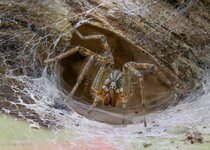 Female Funnel Weaver Spider-.jpg