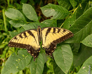 Eastern Tiger Swallowtail ll -1.jpg