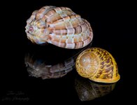 Sea Shells AU.jpg