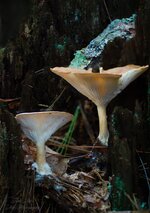 Mushrooms in a stump.jpg