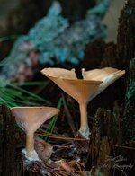 Mushrooms in a stump-2.jpg
