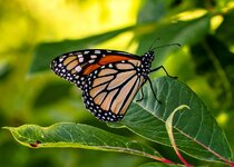 backyard monarch.jpg