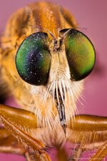2021_Robberfly close up_Helicon .jpg