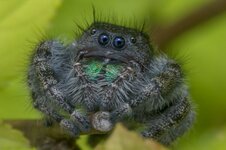 Phidippus-audax-01_DSF0473-low_res-scale-6_00x-cropped-gigapixel.jpg