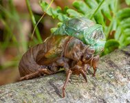 Cicada Moulting on log-2.jpg