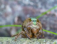 Cicada Moulting on log-3.jpg