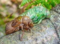 Cicada Moulting on log-4.jpg
