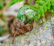 Cicada Moulting on log-5.jpg