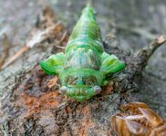 Cicada Moulting on log-6.jpg
