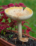 Big mushroom-2.jpg