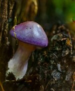Purple mushroom 2.jpg