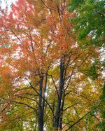 Fall colors of Joy-2.jpg