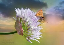 Little butterfly on flower-2.jpg