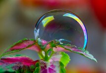 Stacking Soap Bubbles Leafs-2.jpg